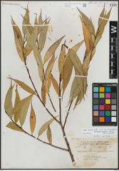 Foto von Salix lucida Muhl.